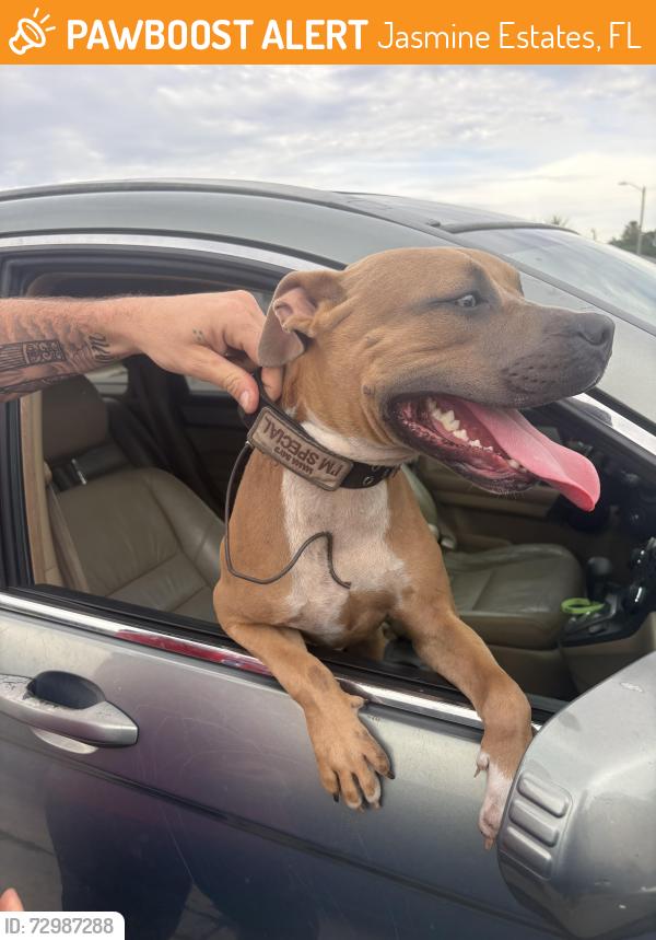 Found/Stray Male Dog last seen El Camino real Ave, Jasmine Estates, FL 34668