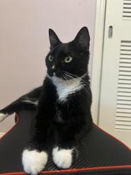 Reunited Male Cat last seen Kewannee trail, Maitland, FL 32751