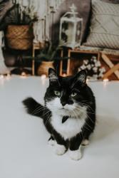 Lost Male Cat last seen Near Lemans Ct, Indianapolis, IN 46205