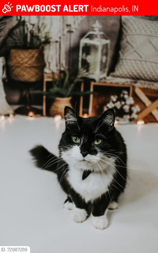Lost Male Cat last seen Near Lemans Ct, Indianapolis, IN 46205