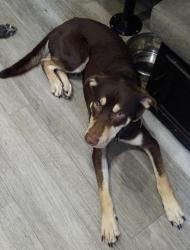 Lost Male Dog last seen in bushnell, Bushnell, FL 33513