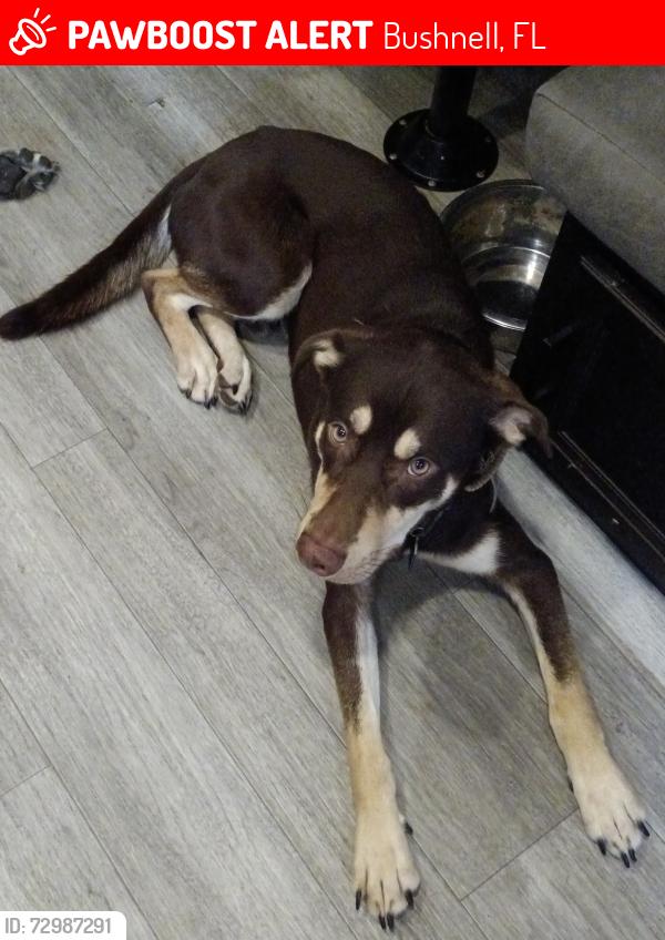 Lost Male Dog last seen in bushnell, Bushnell, FL 33513