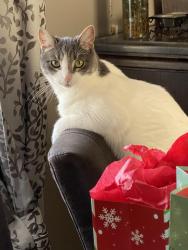Lost Male Cat last seen Frederick street and Songo, Brentwood, PA 15227