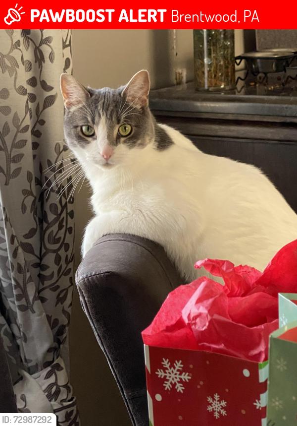 Lost Male Cat last seen Frederick street and Songo, Brentwood, PA 15227