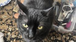 Reunited Male Cat last seen Catgut Marina, La Crosse, WI 54603