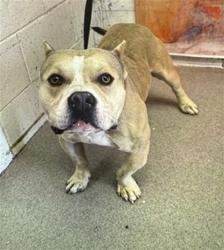 Shelter Stray Male Dog last seen Near BLOCK GENEVIEVE ST, 333 Chandler Pl, San Bernardino, CA 92408, USA