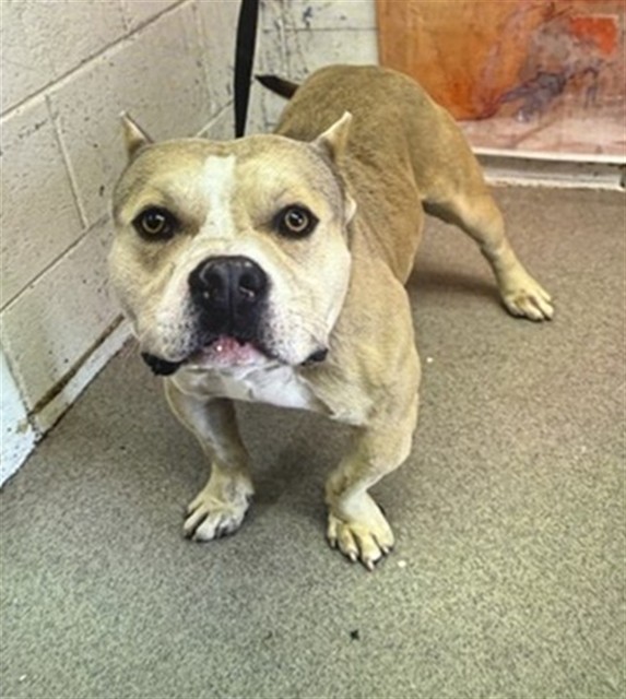 Shelter Stray Male Dog last seen Near BLOCK GENEVIEVE ST, 333 Chandler Pl, San Bernardino, CA 92408, USA