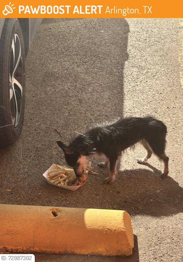 Found/Stray Unknown Dog last seen At the Amax insurance next to Lisa’s on pioneer, Arlington, TX 76010