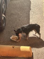 Found/Stray Unknown Dog last seen At the Amax insurance next to Lisa’s on pioneer, Arlington, TX 76010