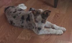 Lost Male Dog last seen Clark Ave and koehler CT , San Antonio, TX 78223