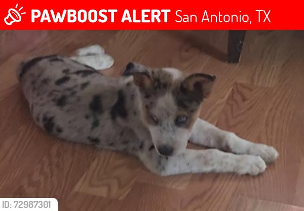Lost Male Dog last seen Clark Ave and koehler CT , San Antonio, TX 78223