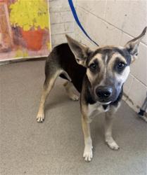 Shelter Stray Male Dog last seen MACY ST AND COURT ST, 333 Chandler Pl, San Bernardino, CA 92408, USA