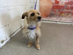 Shelter Stray Male Dog last seen WABASH ST, 333 Chandler Pl, San Bernardino, CA 92408, USA