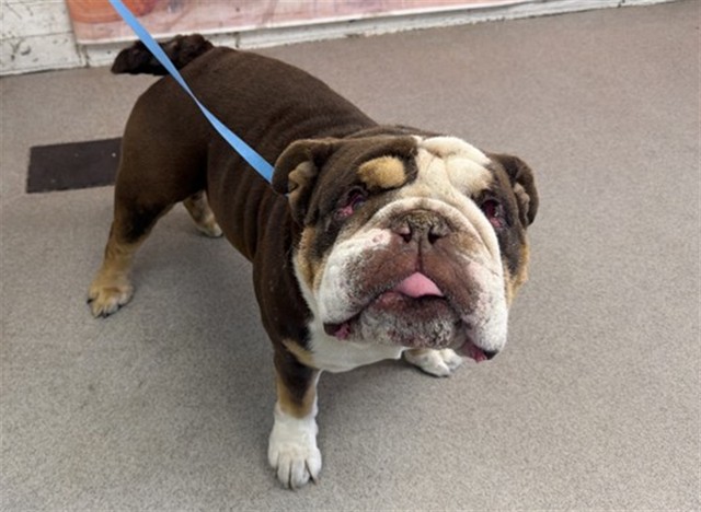 Shelter Stray Male Dog last seen EL CAMINO DR, 333 Chandler Pl, San Bernardino, CA 92408, USA