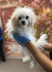 Shelter Stray Female Dog last seen , 333 Chandler Pl, San Bernardino, CA 92408, USA