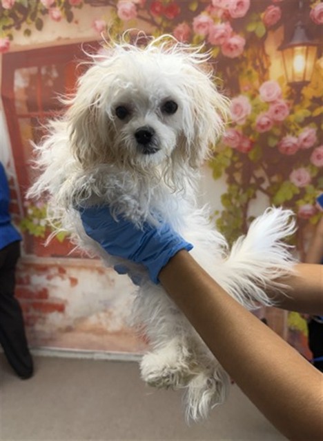 Shelter Stray Female Dog last seen , 333 Chandler Pl, San Bernardino, CA 92408, USA