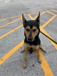 Shelter Stray Male Dog last seen Near BLOCK NE 2ND AVE, 3599 NW 79th Ave, Doral, FL 33122, USA