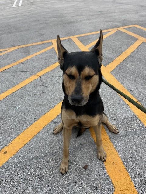Shelter Stray Male Dog last seen Near BLOCK NE 2ND AVE, 3599 NW 79th Ave, Doral, FL 33122, USA
