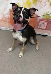 Shelter Stray Male Dog last seen COSTCO HOSPITALITY, 333 Chandler Pl, San Bernardino, CA 92408, USA