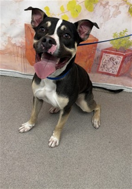 Shelter Stray Male Dog last seen COSTCO HOSPITALITY, 333 Chandler Pl, San Bernardino, CA 92408, USA