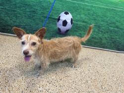 Shelter Stray Male Dog last seen , 3599 NW 79th Ave, Doral, FL 33122, USA