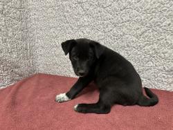 Shelter Stray Female Dog last seen , 38550 Sierra Hwy, Palmdale, CA 93550, USA