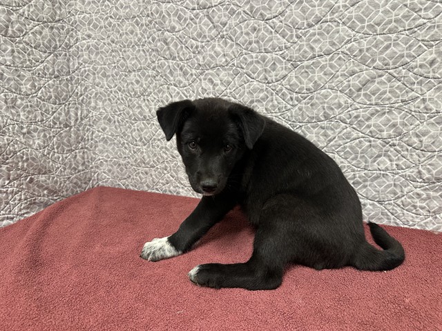 Shelter Stray Female Dog last seen , 38550 Sierra Hwy, Palmdale, CA 93550, USA
