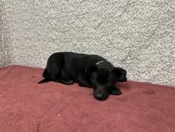 Shelter Stray Female Dog last seen , 38550 Sierra Hwy, Palmdale, CA 93550, USA