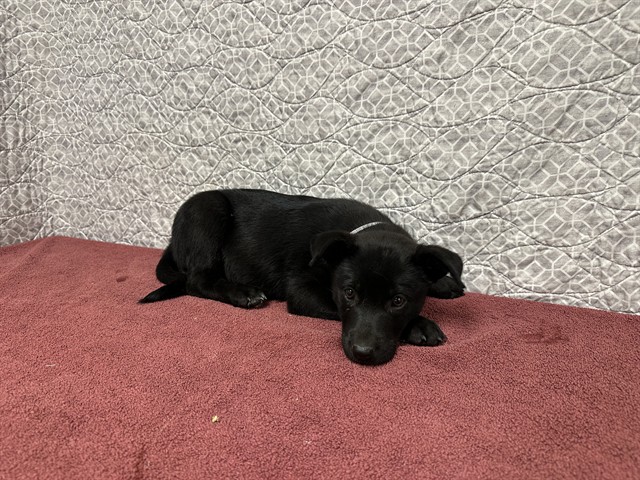 Shelter Stray Female Dog last seen , 38550 Sierra Hwy, Palmdale, CA 93550, USA