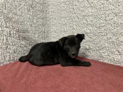 Shelter Stray Female Dog last seen , 38550 Sierra Hwy, Palmdale, CA 93550, USA