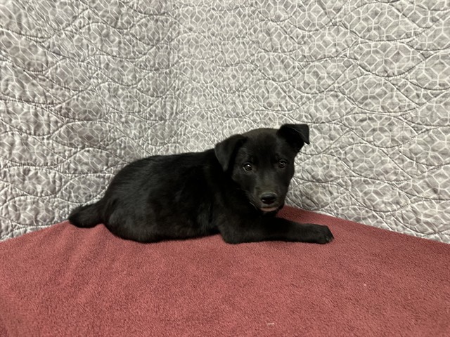 Shelter Stray Female Dog last seen , 38550 Sierra Hwy, Palmdale, CA 93550, USA