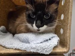 Shelter Stray Male Cat last seen Near BLOCK ENUMCLAW BLACK DIAMOND RD SE, ENUMCLAW WA 98022, 21615 64th Ave S, Kent, WA 98032, USA