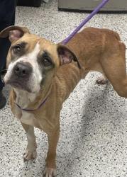 Shelter Stray Female Dog last seen CONANT/ 7 MILE, DETROIT, MI 48234, 7401 Chrysler Dr, Detroit, MI 48211, USA