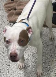 Shelter Stray Male Dog last seen E JEFFERSON AVE/MARLBOROUGH ST DETROIT MI 48215, 7401 Chrysler Dr, Detroit, MI 48211, USA