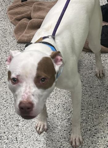 Shelter Stray Male Dog last seen E JEFFERSON AVE/MARLBOROUGH ST DETROIT MI 48215, 7401 Chrysler Dr, Detroit, MI 48211, USA