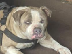 Shelter Stray Male Dog last seen Near BLOCK SCHAEFER HWY, DETROIT, MI 48235, 7401 Chrysler Dr, Detroit, MI 48211, USA