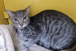 Shelter Stray Female Cat last seen , 3201 Lacy St, Los Angeles, CA 90031, USA