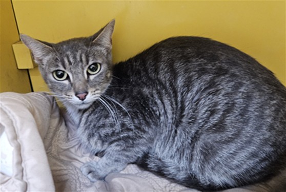 Shelter Stray Female Cat last seen , 3201 Lacy St, Los Angeles, CA 90031, USA
