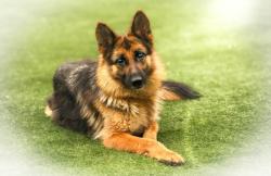 Shelter Stray Female Dog last seen , 957 N Gaffey St, San Pedro, CA 90731, USA