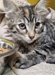 Shelter Stray Female Cat last seen , 3201 Lacy St, Los Angeles, CA 90031, USA