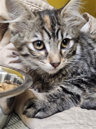 Shelter Stray Female Cat last seen , 3201 Lacy St, Los Angeles, CA 90031, USA