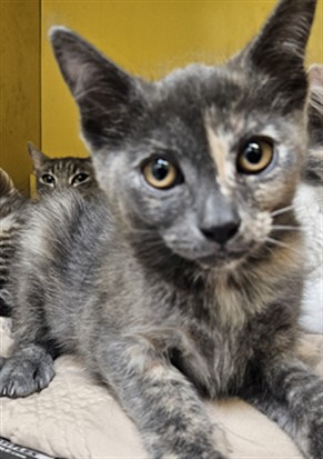 Shelter Stray Female Cat last seen , 3201 Lacy St, Los Angeles, CA 90031, USA