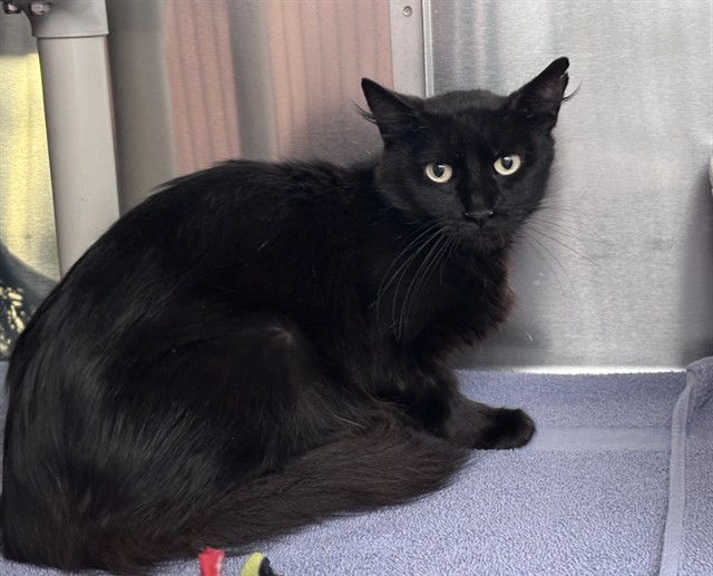 Shelter Stray Female Cat last seen SAND CANYON/IRVINE BLVD, IRVINE CA, 6443 Oak Canyon, Irvine, CA 92618, USA