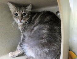Shelter Stray Female Cat last seen Near BLOCK E BRITTON RD, 2811 SE 29th St, Oklahoma City, OK 73129, USA