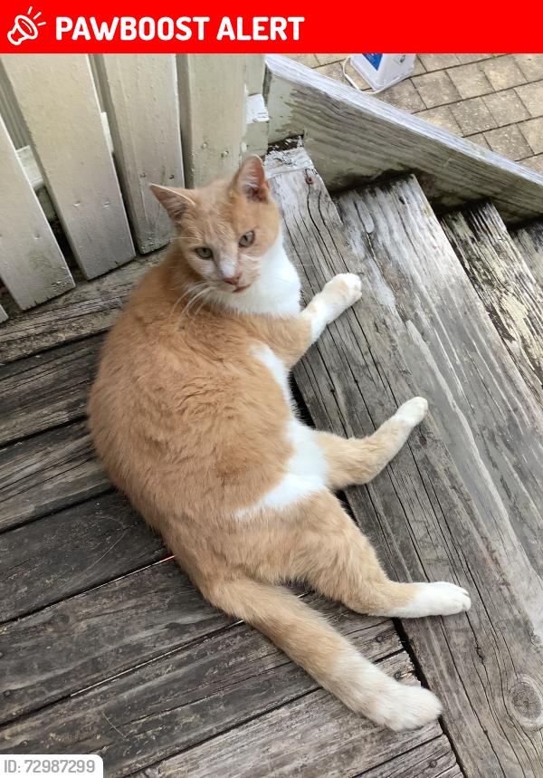 Lost Male Cat last seen Staff rd near Unanderra public school, Cordeaux Heights, NSW 2526