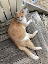 Lost Male Cat last seen Staff rd near Unanderra public school, Cordeaux Heights, NSW 2526