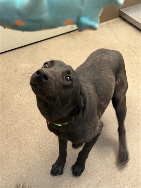 Shelter Stray Female Dog last seen , 4000 N Silverbell Rd, Tucson, AZ 85745, USA