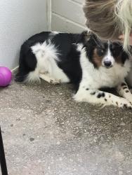 Reunited Female Dog last seen Near and rosehill, Shawnee, KS 66216
