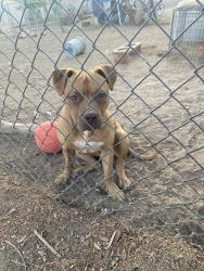 Reunited Male Dog last seen 2nd Ave and Mesa Drive , Mesa, AZ 85210