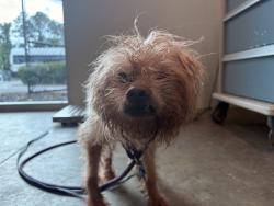 Shelter Stray Male Dog last seen POWERS RD/SR 19, EUSTIS, 12280 County Rd 448, Tavares, FL 32778, USA